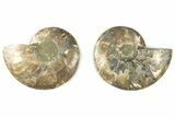 5.25" Cut & Polished, Agatized Ammonite Fossil - Madagascar - #200013-1